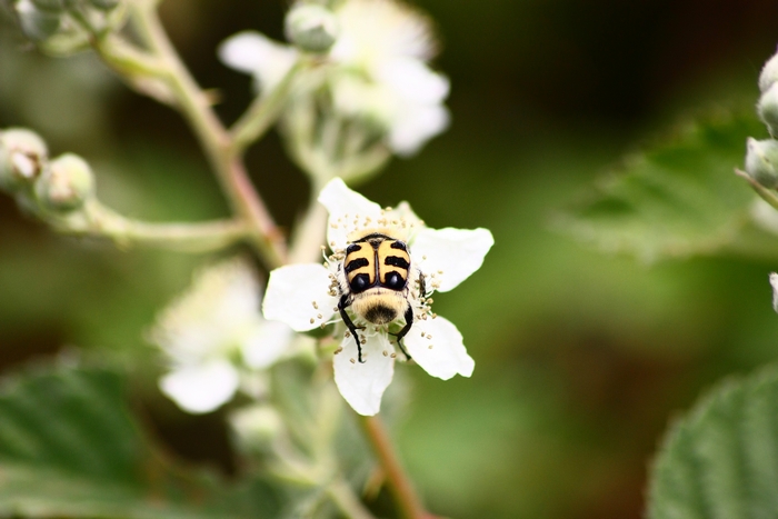 Trichius sp. (Cetoniidae)